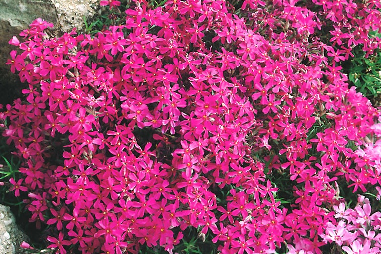 Vlambloem met kleine bloemen