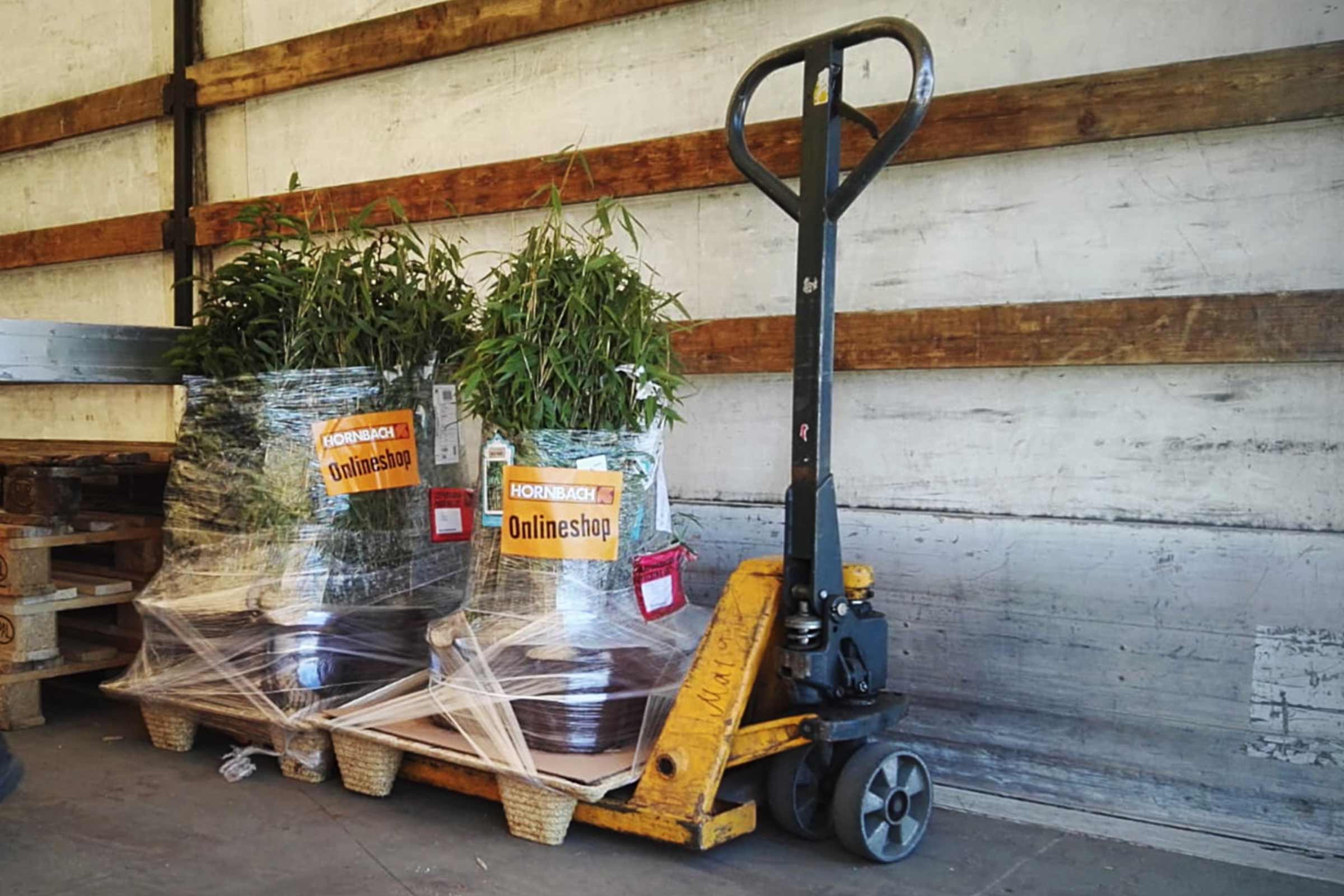 Twee bamboeplanten op een pallet, verpakt in folie, met Hornbach webshop stickers, getransporteerd met een pallettruck.