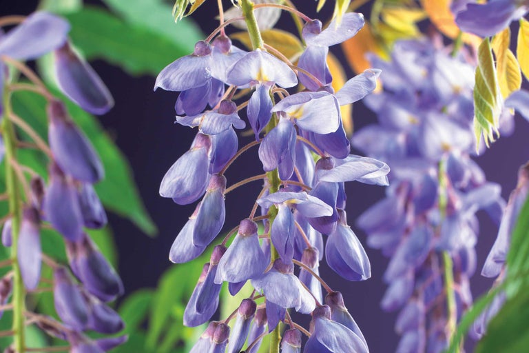 Close-up van bloeiende blauweregen