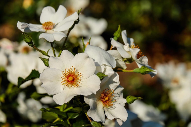 Close-up van witte rozenbloemen in de tuin.