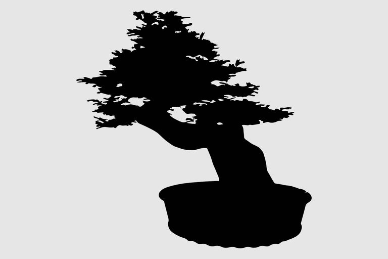 Bonsai in pot