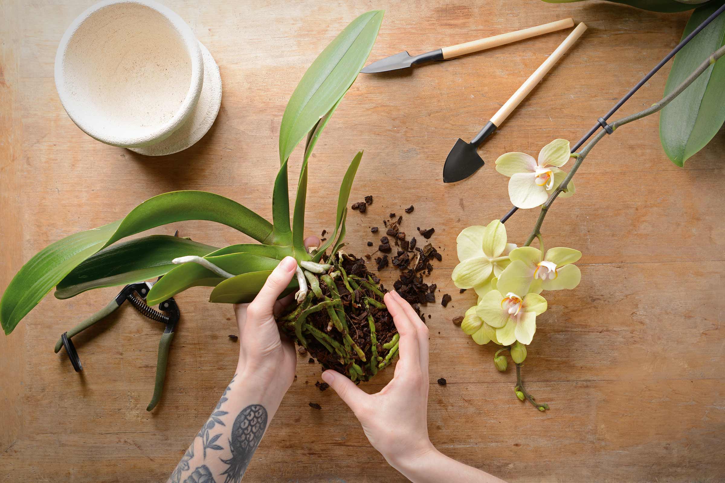 Orchidee wordt verpot, tuingereedschap, plantenbakken