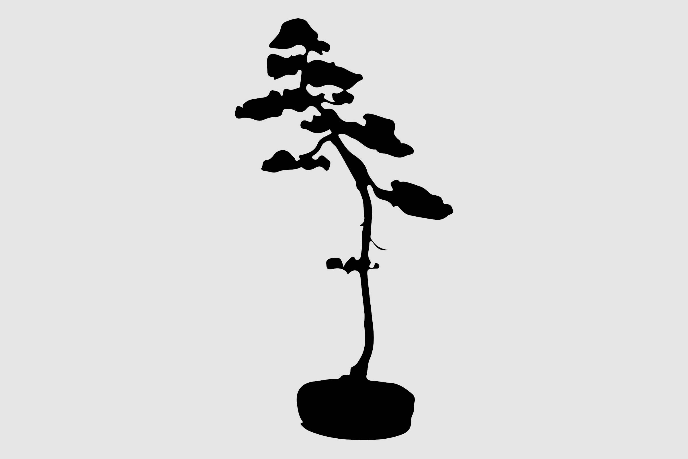 Silhouet van een kleine boom in pot