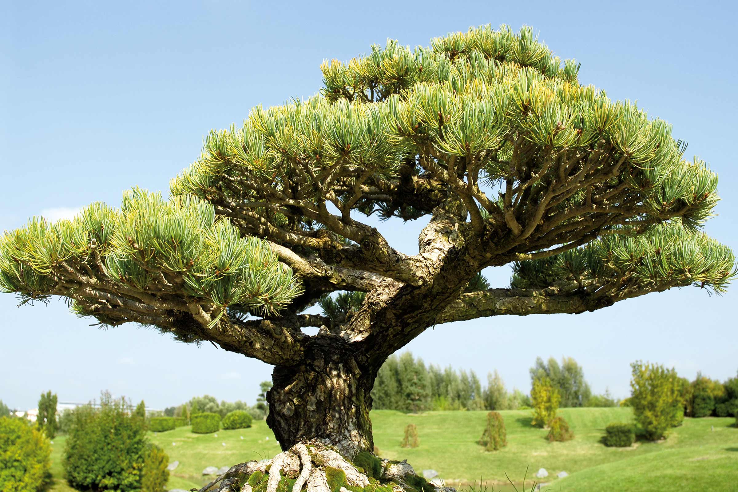 Japanse zwarte den als bonsai in de tuin
