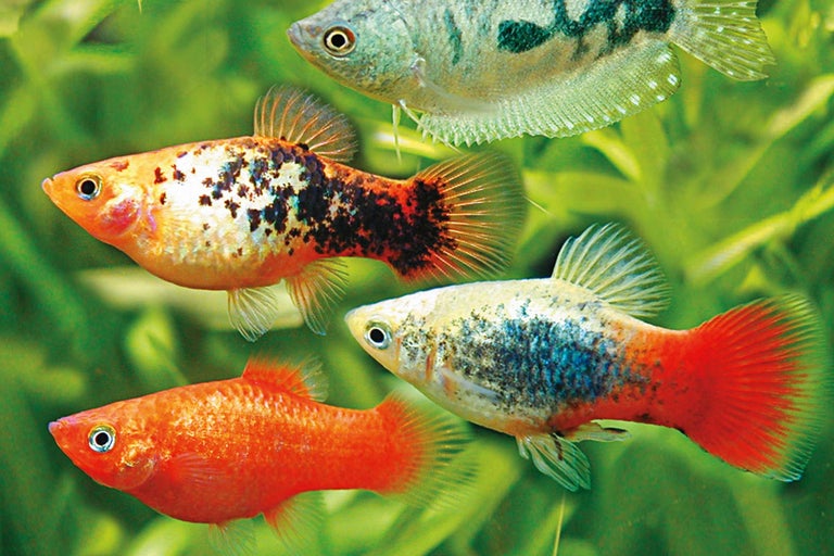 Verschillend gekleurde Platys en gourami's in aquarium