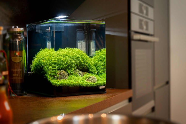 Aquarium met waterplanten en stenen binnenshuis
