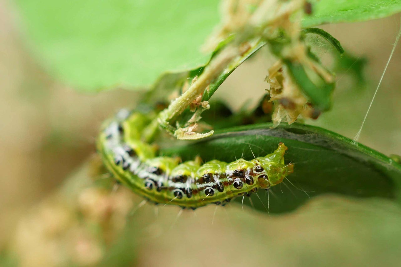 Buxusmot rups op een blad