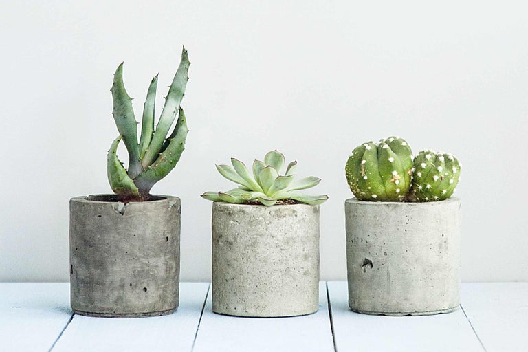 Drie vetplanten in cementpotten op een tafel