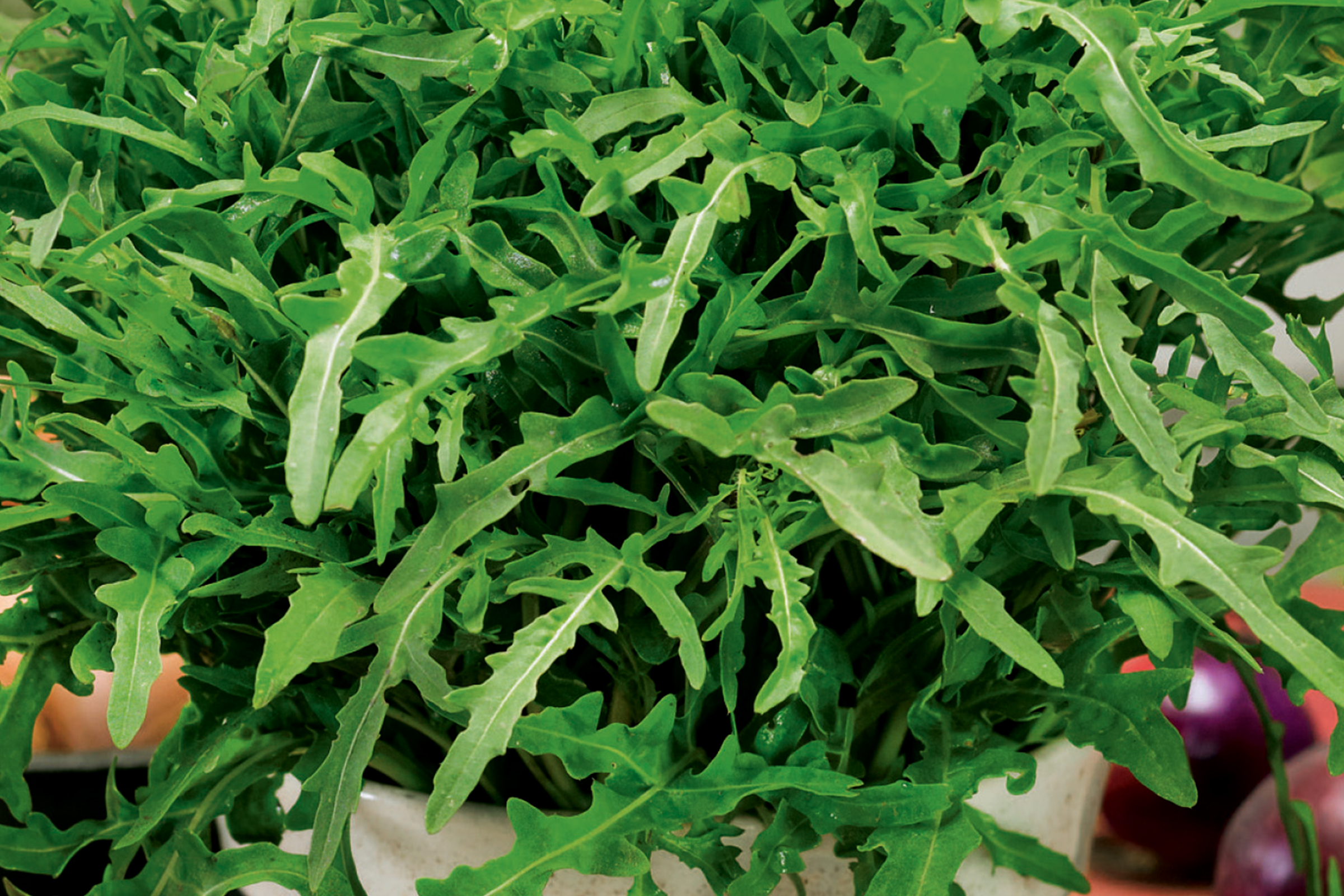 Rucola plant met groene bladeren