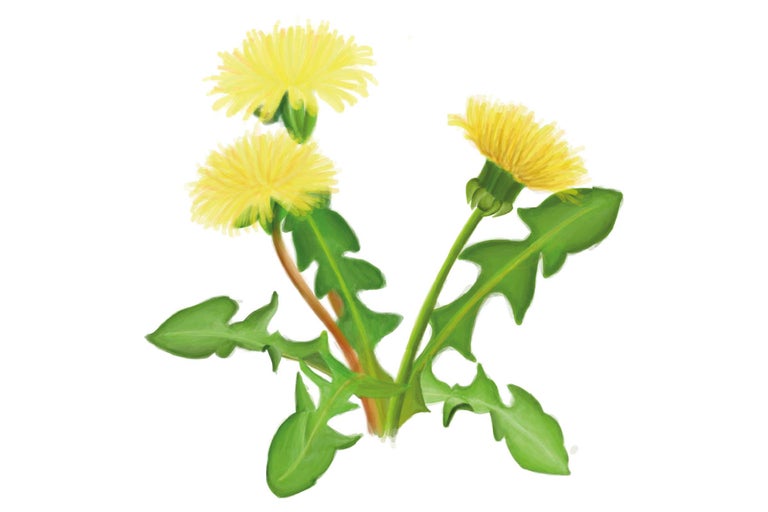 Illustratie van paardenbloemplanten met bloemen en bladeren