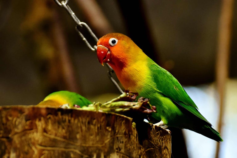 Perzikkopdwergpapegaai op een boomstronk