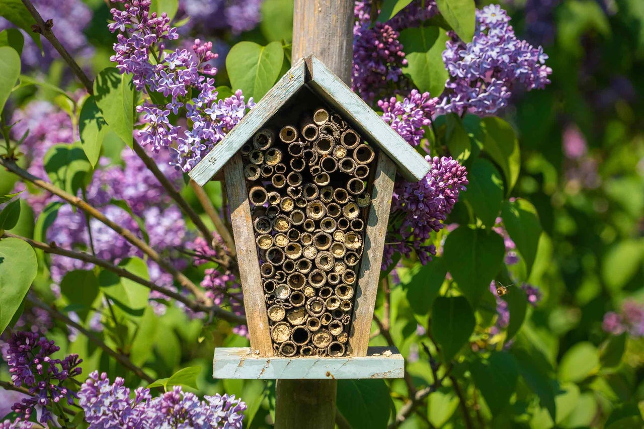 Houten insectenhotel met bamboe buizen en paarse bloemen