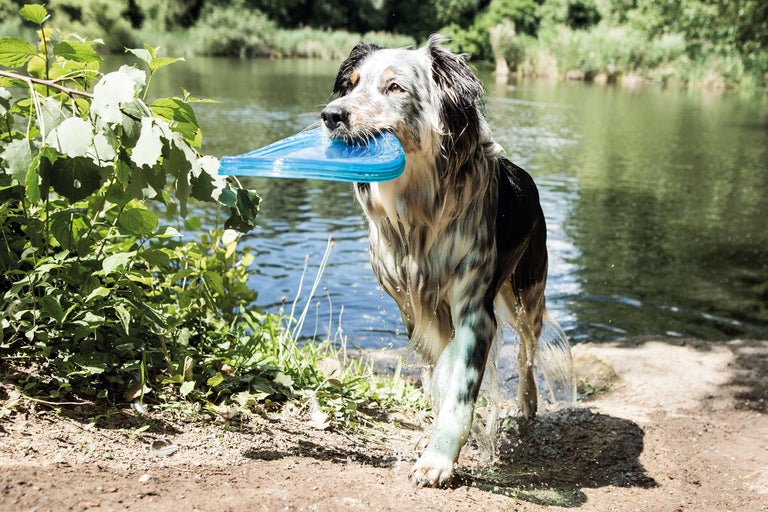Hond draagt blauwe frisbee uit het meer