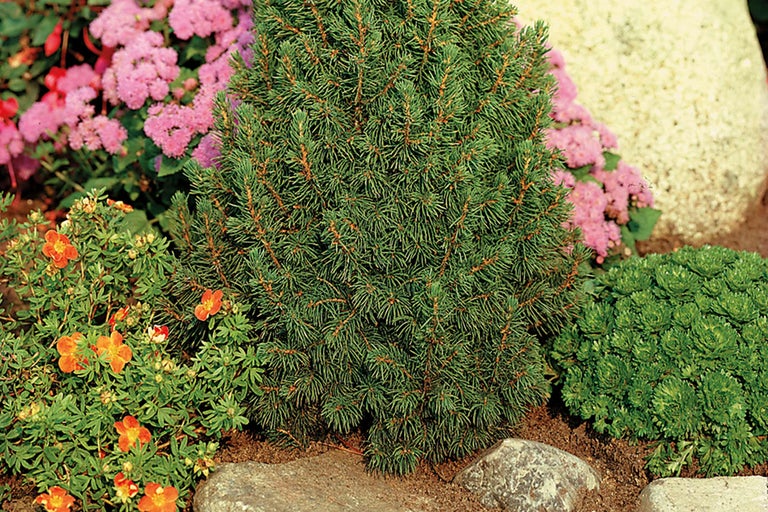 Dwergspar in tuinperk met bloeiende planten en stenen