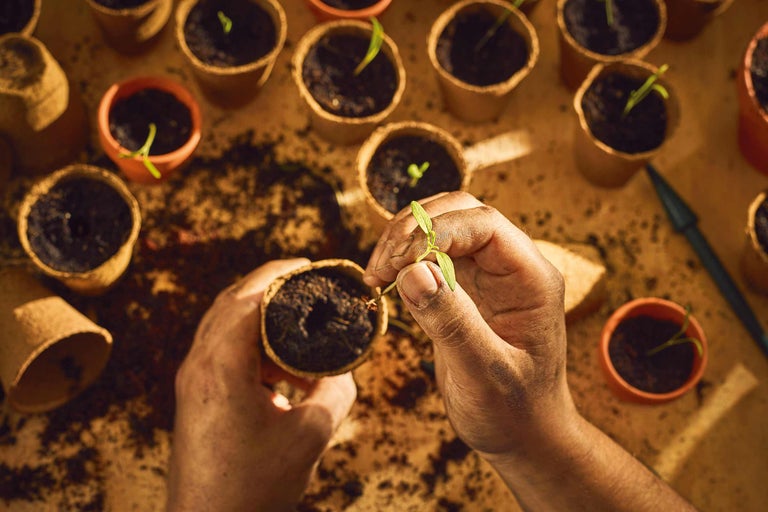 Een plant planten in een pot met aarde