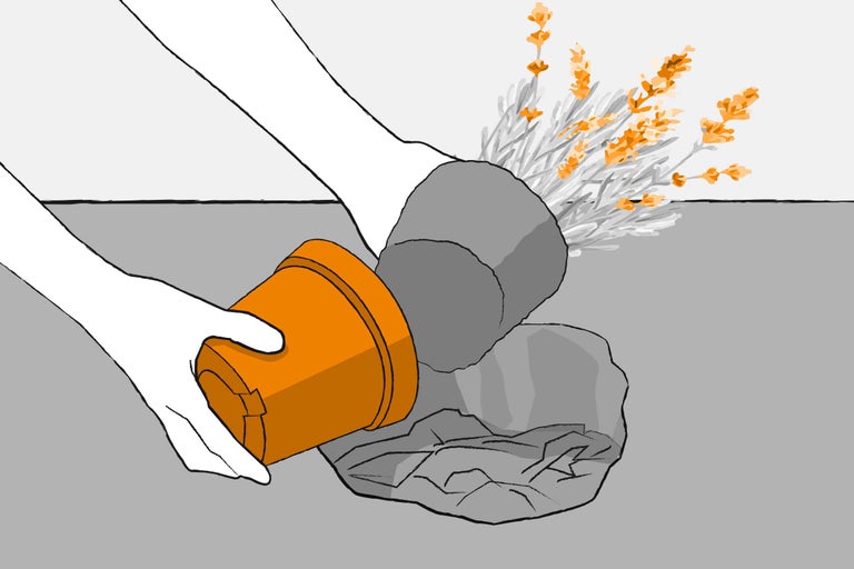 Een plant verpotten in een nieuwe pot