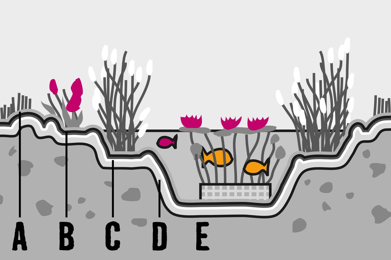 Illustratie van een vijverprofiel met beplanting en labels