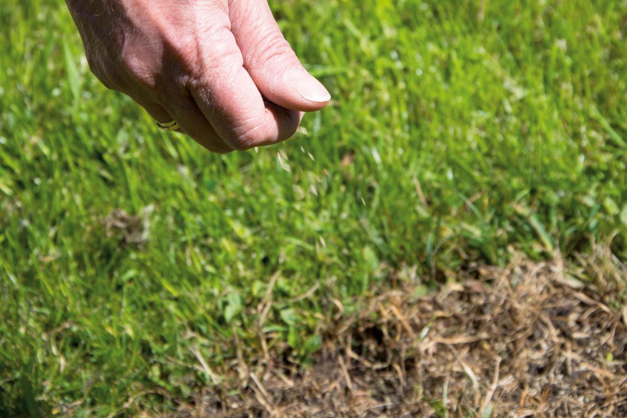 Een hand zaait graszaad op een gazon.