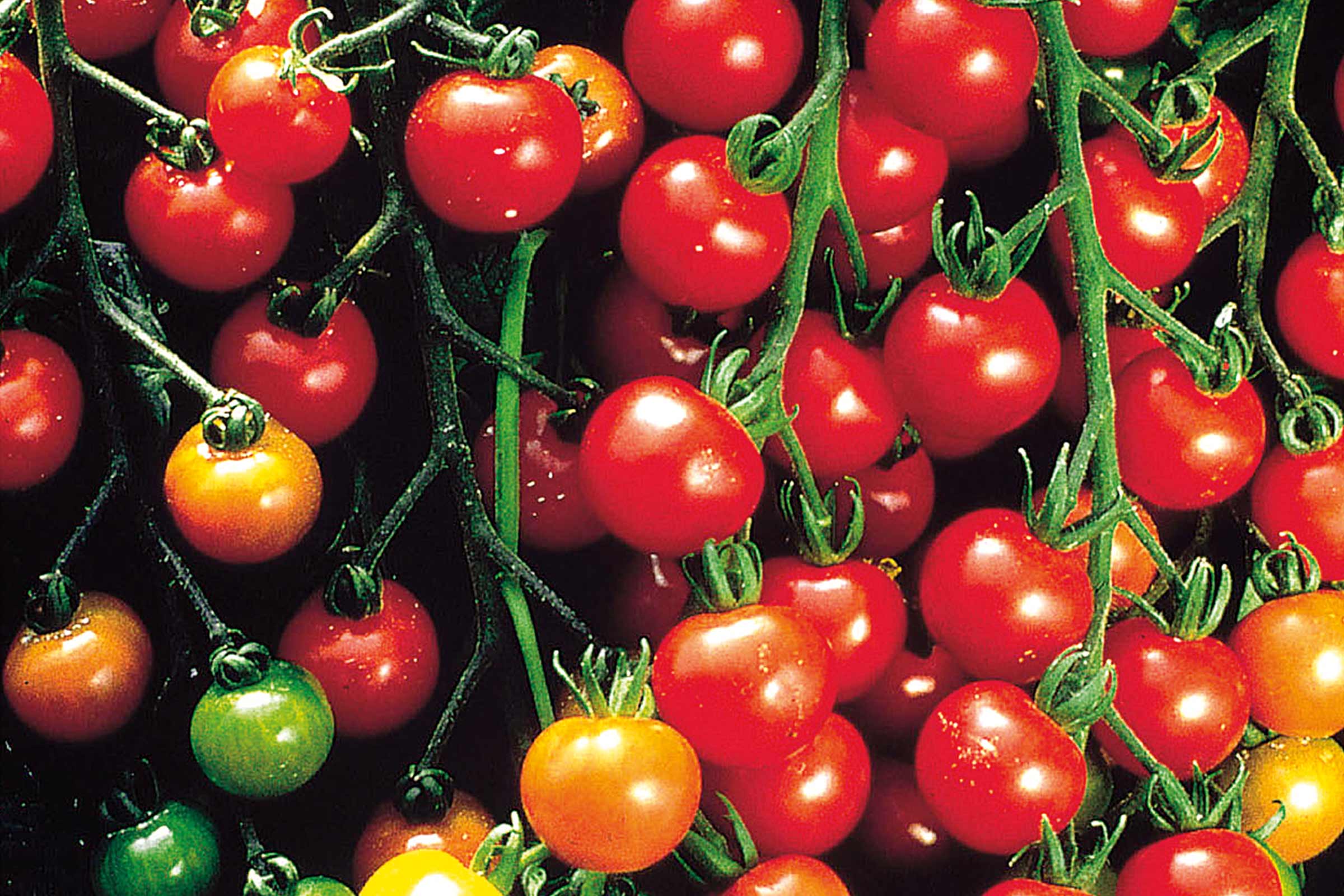 Close-up van cherrytomaten aan een plant