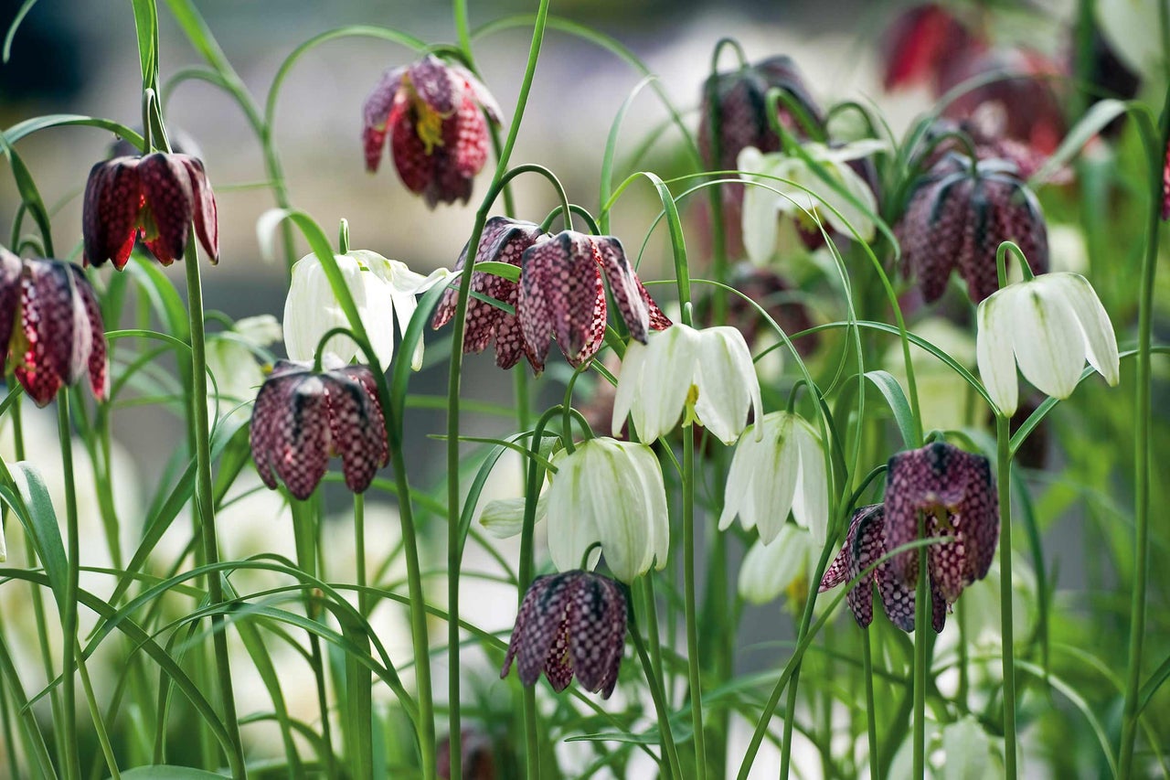 Kievitsbloemen in een tuinperk