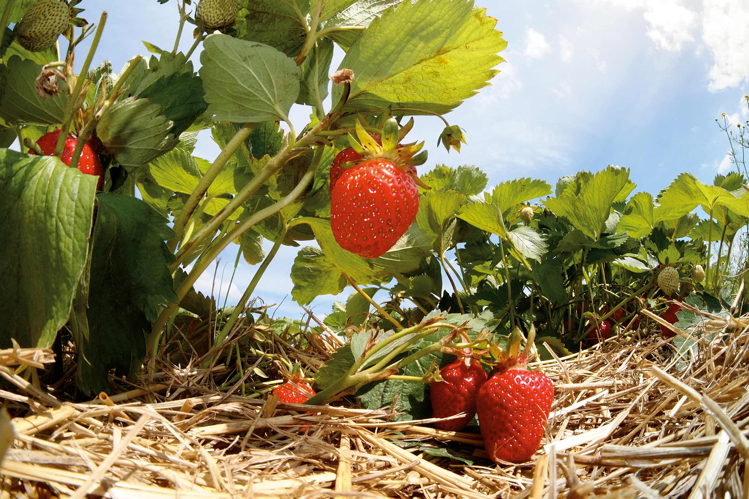 Aardbeienplant met rijpe vruchten in de tuin