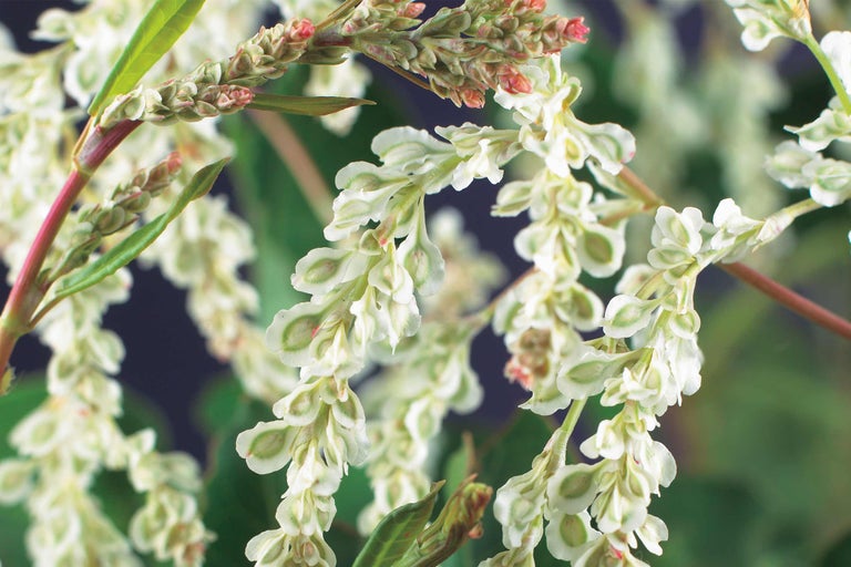 Bloeiwijze van duizendknoop