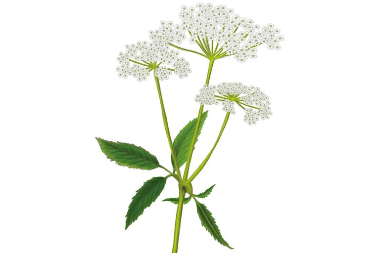 Illustratie van een Grote engelwortel plant