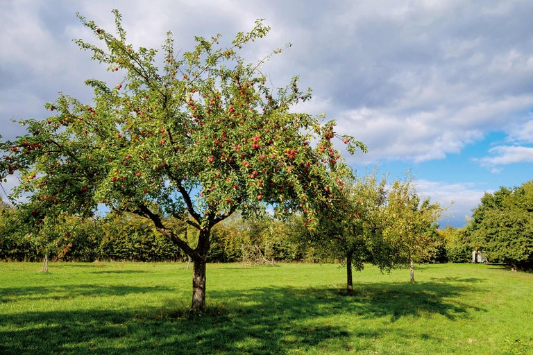 Appelboom in de tuin met veel appels