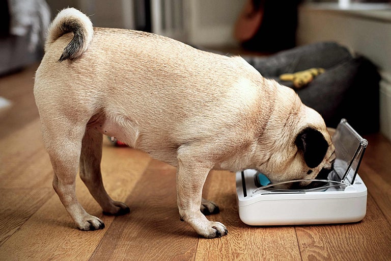 Huisdieren houden en verzorgen