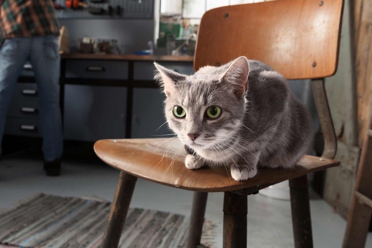 Grijze kat zit op een houten stoel in een werkplaats.