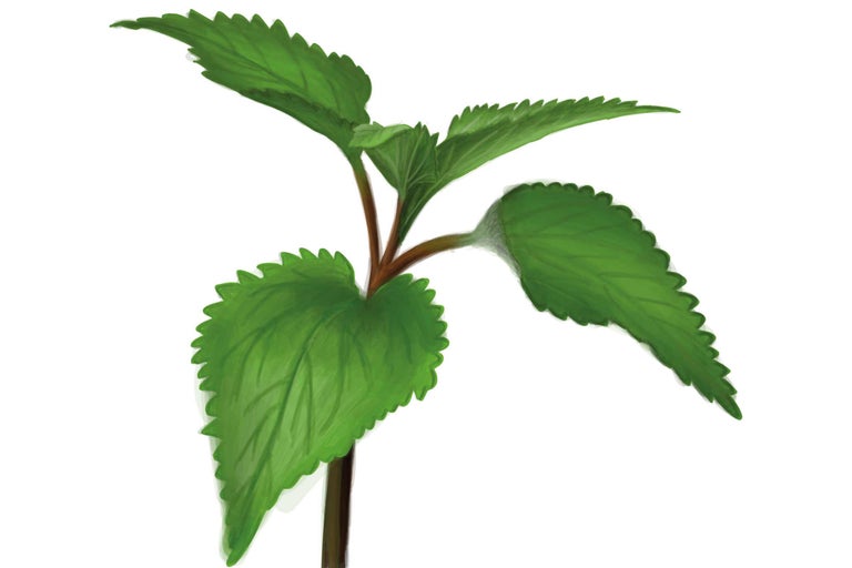 Jonge plant met gekartelde bladeren