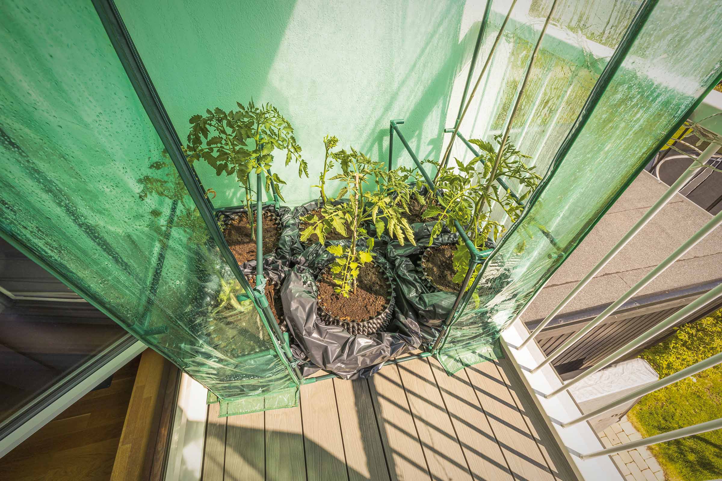 Kleine kas op een balkon met tomatenplanten in potten.