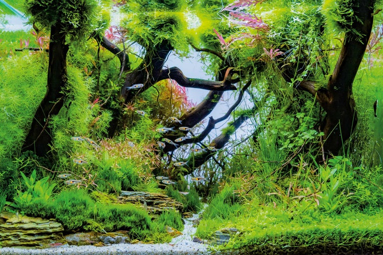 Detailopname van een aquarium met planten, stenen en kleine vissen