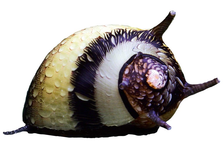 Rennslak voor aquaria