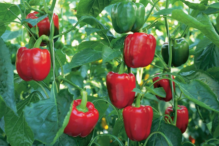 Rode en groene paprika groeit aan de plant.