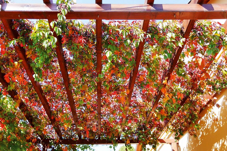 Houten pergola met klimplanten voor zonwering