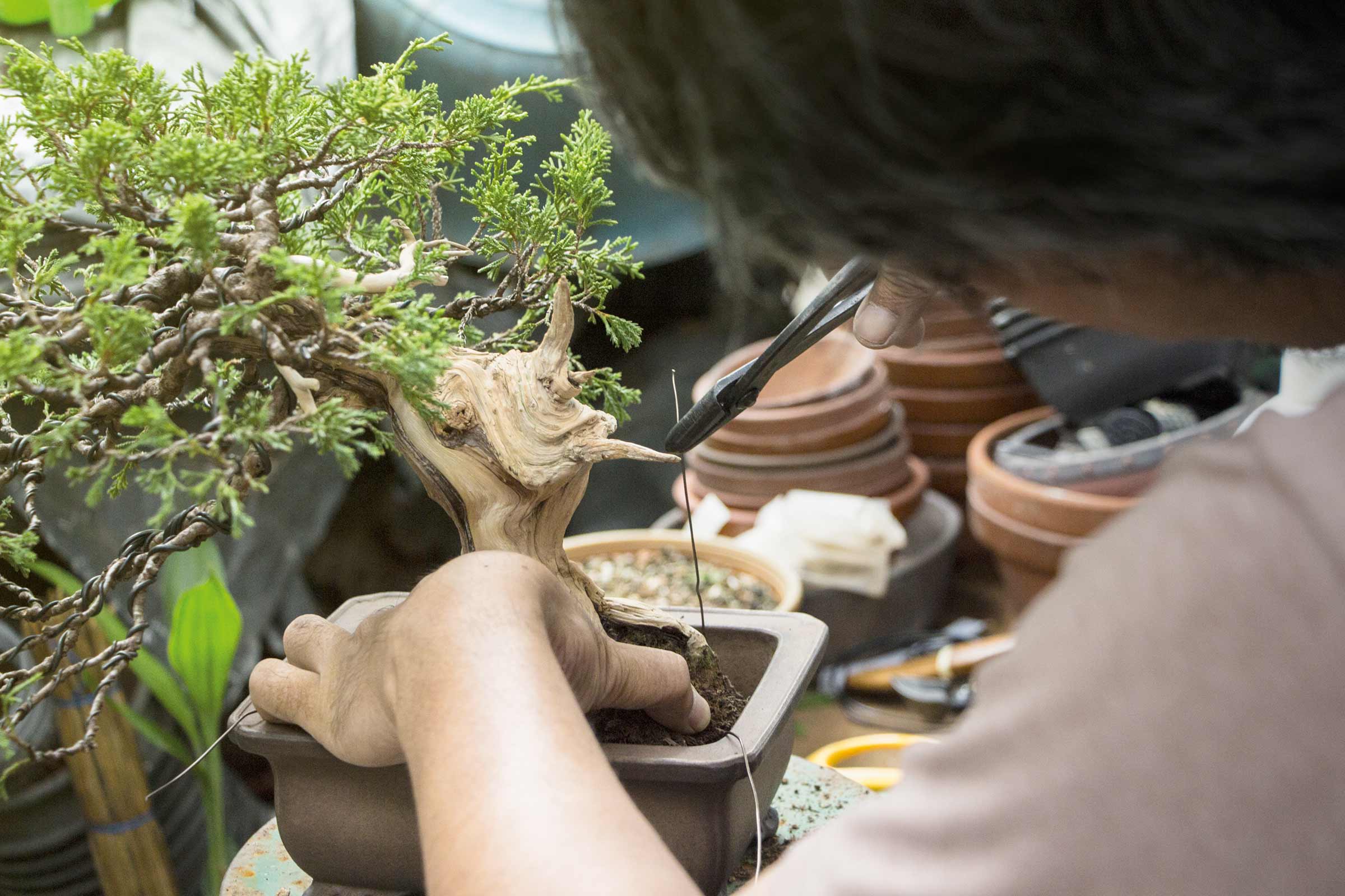 Een bonsai wordt gesnoeid met een snoeischaar.