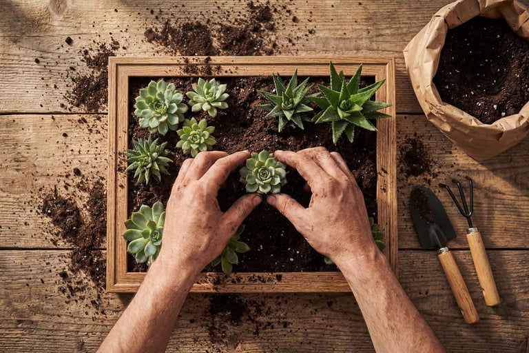 Bovenaanzicht van een persoon die vetplanten in een houten frame plant, samen met aarde, een zak aarde en tuingereedschap op een houten tafel.