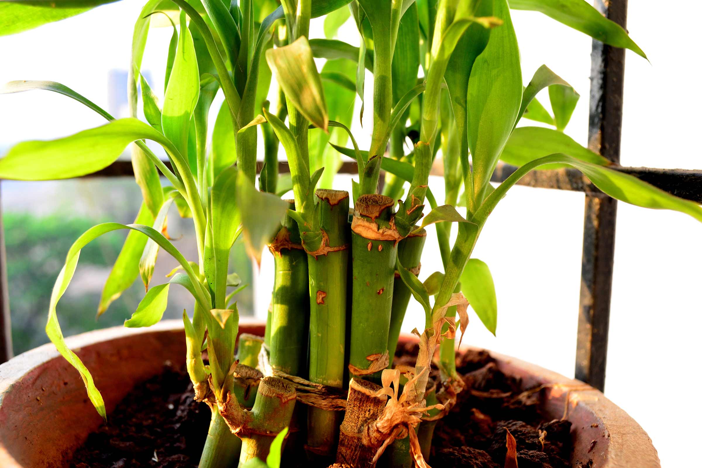 Geluksbamboe in pot