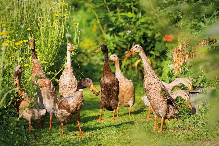 Een groep Indische loopeenden staat op een groene weide.