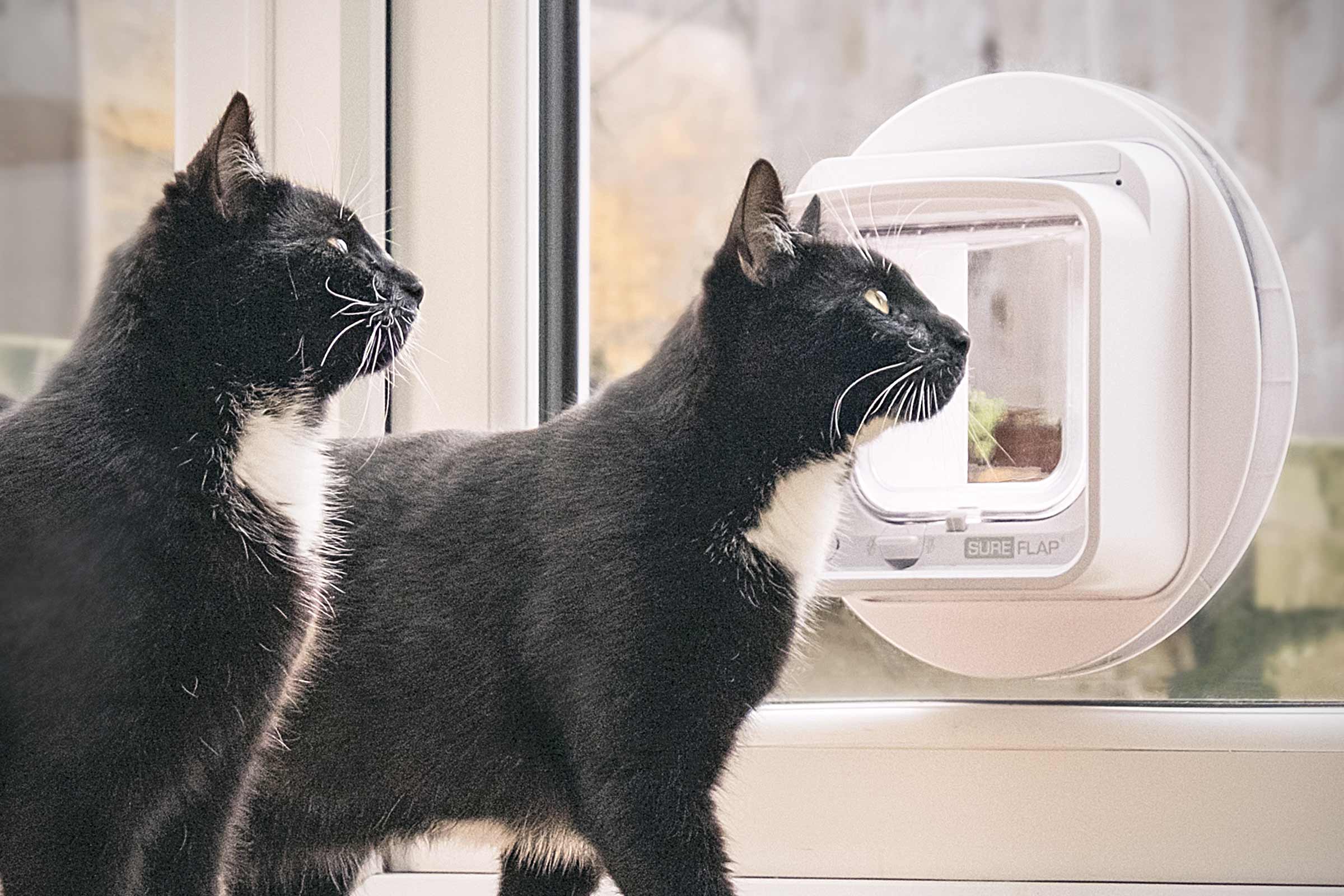 Twee katten voor een SureFlap kattenluik in een deur