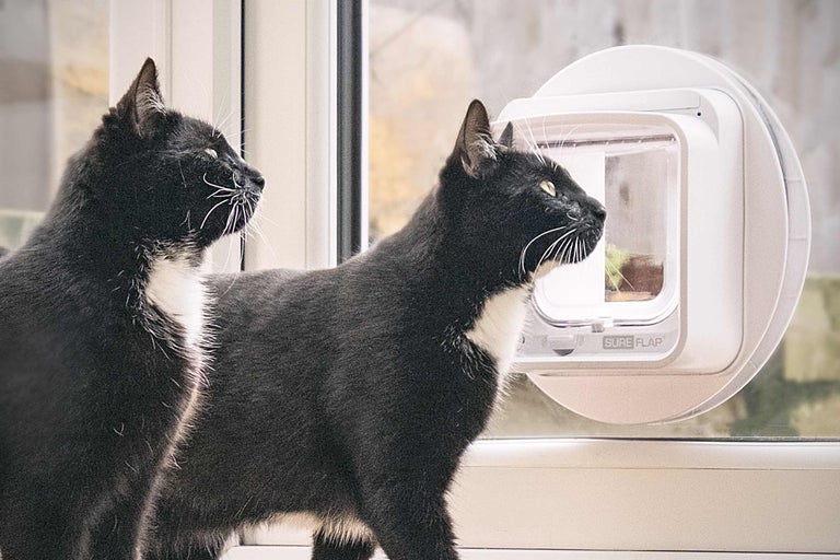 Twee katten voor een SureFlap kattenluik in een deur