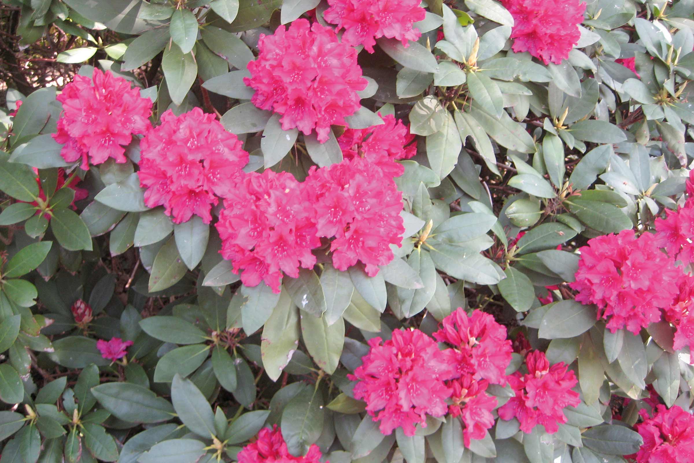 Close-up van een rododendronstruik met roze bloemen en groene bladeren.