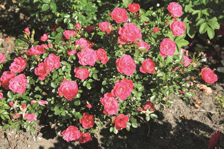 Rozenstruik met rode bloemen en groene bladeren