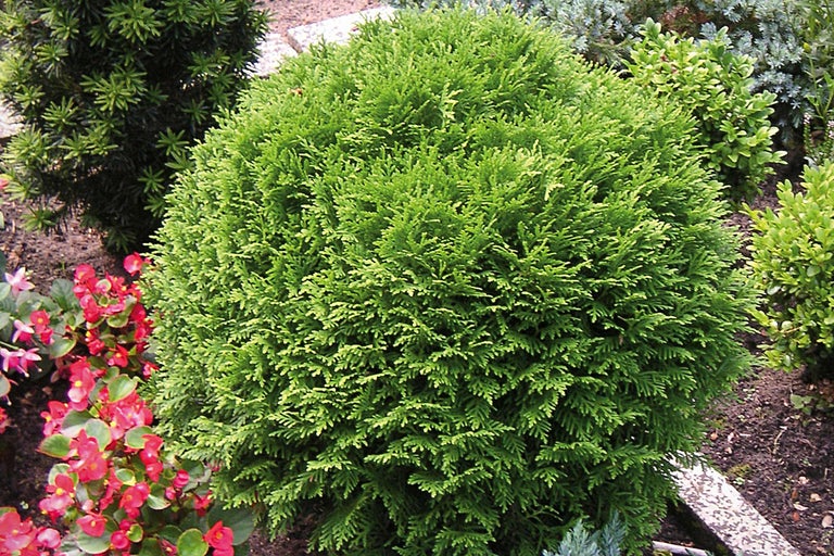 Bolvormige thuja in de tuin
