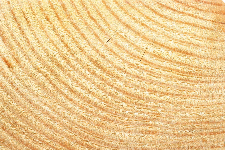 Houtdoorsnede met jaarringen