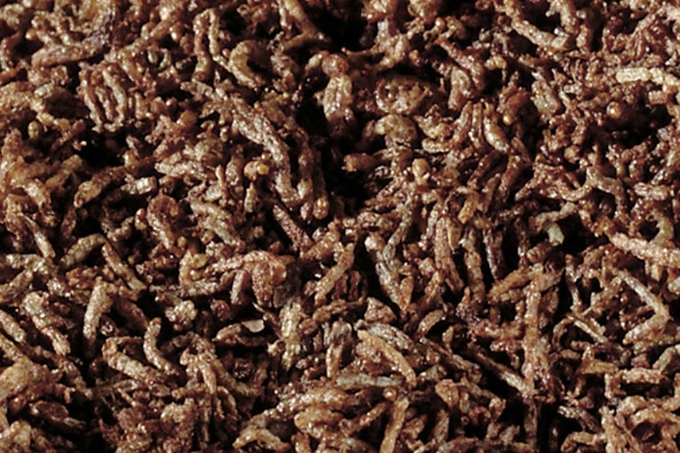 Close-up van gedroogde meelwormen als diervoeder