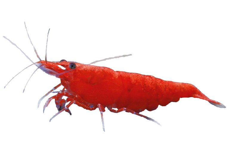 Rode dwerggarnaal voor aquaria