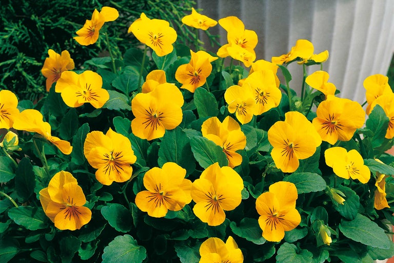 Gele viooltjes met groene bladeren in close-up.