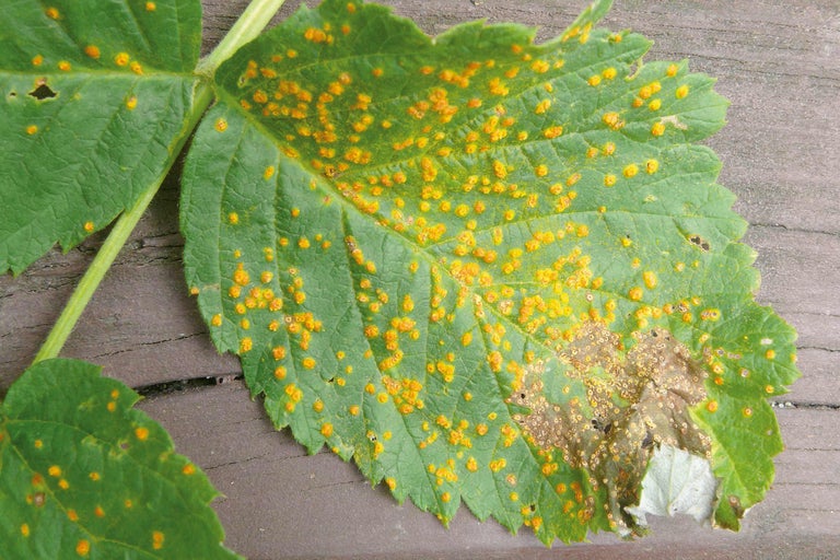 Blad met roestschimmel infectie